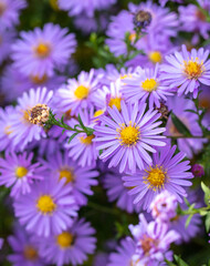 Obraz premium Purple flowers in nature as a background.