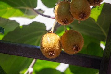 Kiwi fruits grow on a plant