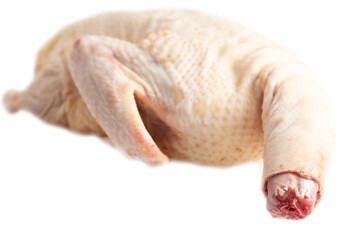 Duck carcass isolated on white background.