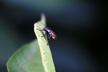 Naklejka premium Flies on wild plants, North China