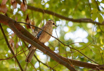 Bird on a tree in the park.