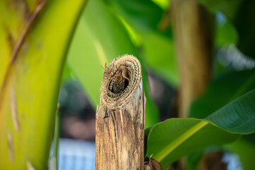 Dry branch on a banana plant in nature.