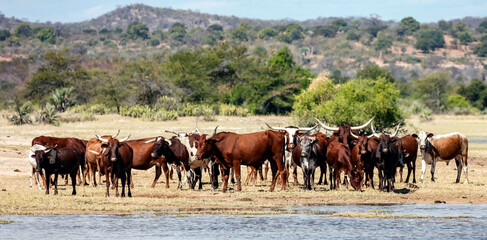 Fototapeta na wymiar Herd of native spotted cattle at a watering hole in the afternoon.