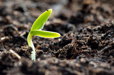 A small sprout of a cucumber in the ground in spring.