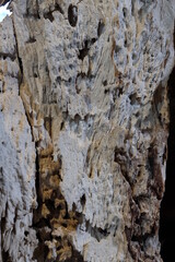 The rough surface of the bark
