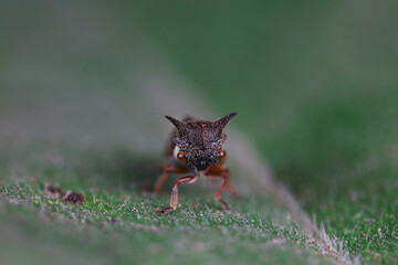 Horned cicadas on wild plants, North China