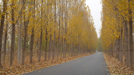 Rural asphalt road lined with trees. Autumn yellow woods