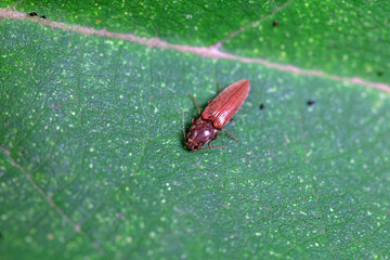 click beetle on wild plants, North China