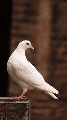 Closeup of a beautiful white pigeon standing on the pillar with blurred background