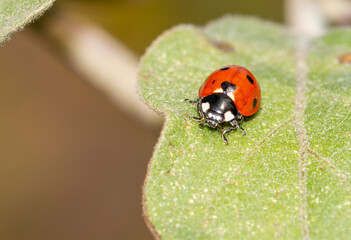 Ladybug on a green leaf in nature.