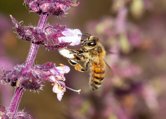 Bee on a purple flower.