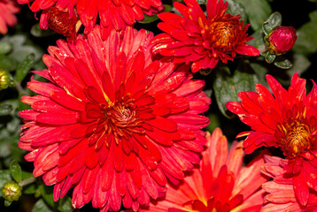 Red flowers in nature as a background.
