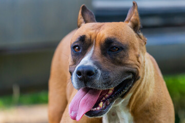 Closeup portrait of staffordshire terrier. American staffordshire in garden or park