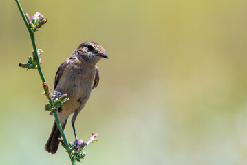 Young Stone-chat or Saxicola rubicola bird in wild nature