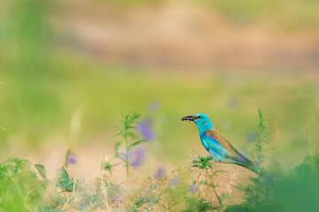 European roller or Coracias garrulus in natural habitat