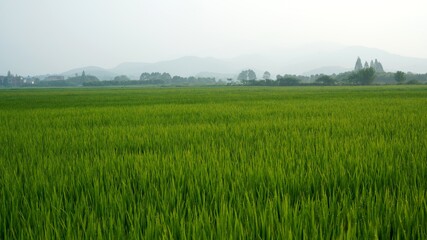 Green wheat fields with water drops after rain; fields in spring