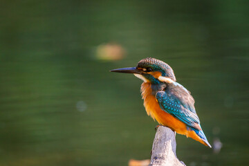Common European Kingfisher or Alcedo atthis perched on a stick above the river and hunting for fish