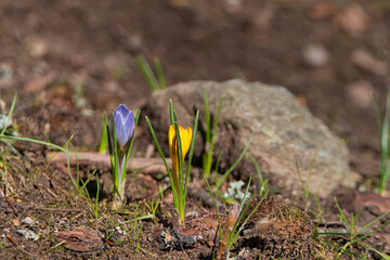 A blue and a yellow crocus in front of a bokeh of a stone in the background