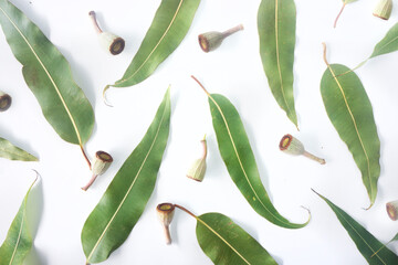 Australian themed background of scattered gum leaves and gum nuts modern top down view on a textured white background.