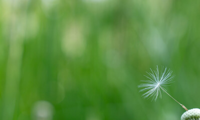 Close up of a dandelion seed against green blurred background