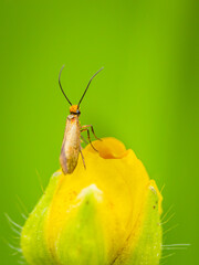Owad © Sawomir