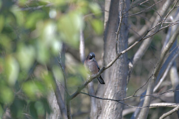 Fototapeta premium a jay in the forest