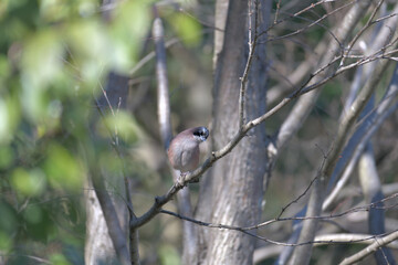 a jay in the forest