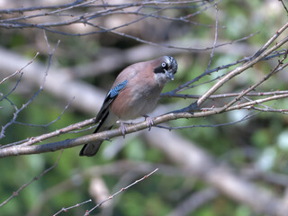 a jay in the forest