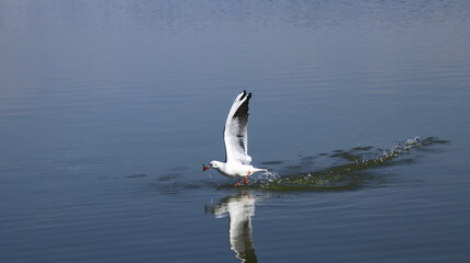 A seagull with a fish in mouth is ready to fly and strenches its wings, streaking the water surface...