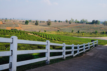 Fototapeta na wymiar View of tea plantation, tea leaves in Chiang Rai Province, Thailand. 
