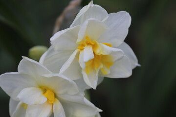 冬の花壇に咲くフサザキスイセンの白い花