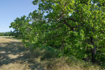 Fototapeta premium Oak Grove