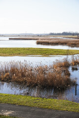 A wide nordic landscape with grass, water, reed on a sunny day with blue sky. Nature reserve.