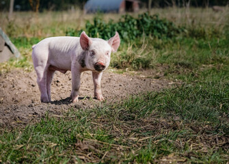 Glückliche Schweine - alternative Freilandhaltung von Schweinen, niedliche Ferkel auf der Weide.