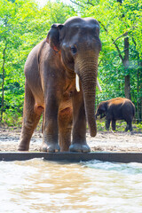 Asian elephant is walking at a pool
