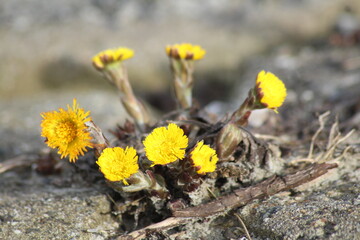 yellow flowers on the ground