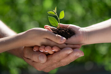 Child holding young green plant in hands
