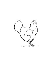 Chicken sketch, hand draw chicken 