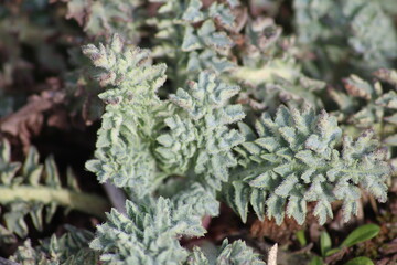 plants on seadyke