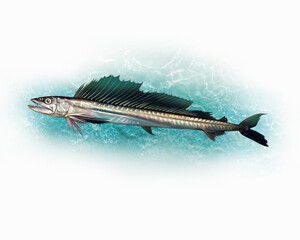 The long snouted lancetfish or cannibal fish (Alepisaurus ferox)