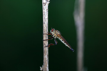 Tabanus insectivorus lives on wild plants in North China