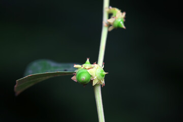 The tender fruit of Zizyphus jujuba, North China