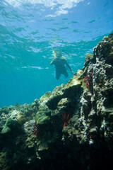 Fototapeta na wymiar Snorkeler swimming over a coral reef in an underwater shot from Hawaii