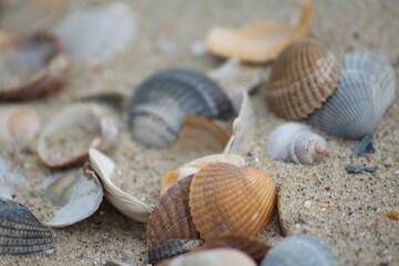 shells on the beach
