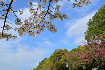 青空と木々と桜