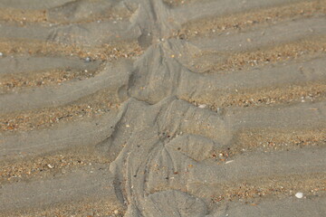 tracks in sand
