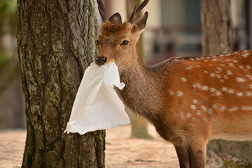 ビニール袋を食べる鹿