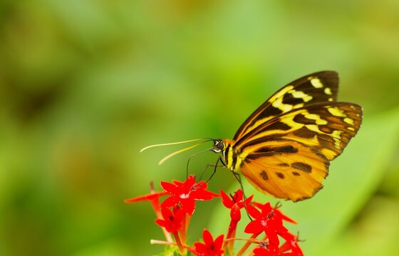 Growing butterflies for business in tropical Mindo area, Ecuador, South-America