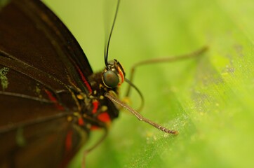 Growing butterflies for business in tropical Mindo area, Ecuador, South-America