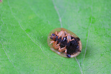 An insect on a green leaf, North China